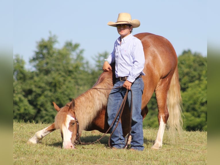 Belgian Draft Gelding 8 years 15,1 hh Overo-all-colors in Austin TX