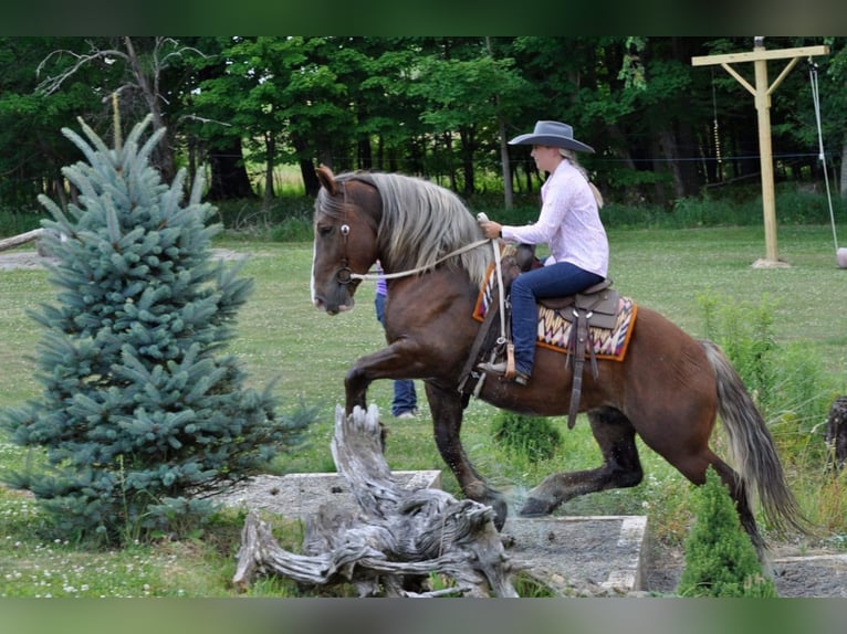 Belgian Draft Gelding 8 years 15,3 hh Chestnut in Everett PA