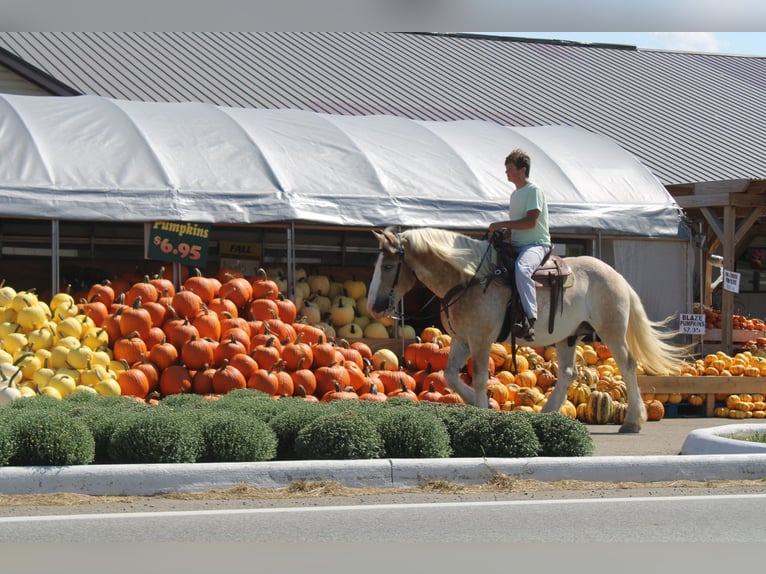 Belgian Draft Mix Gelding 8 years 16,1 hh Roan-Red in Millersburg