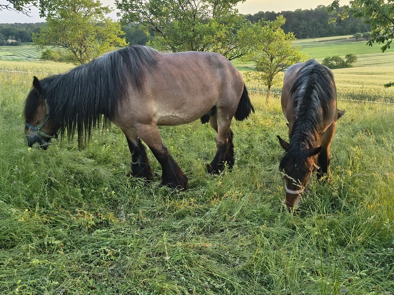 Belgian Draft Gelding 8 years 16.3 hh  in Ammerbuch
