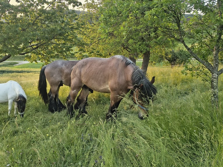 Belgian Draft Gelding 8 years 16.3 hh  in Ammerbuch