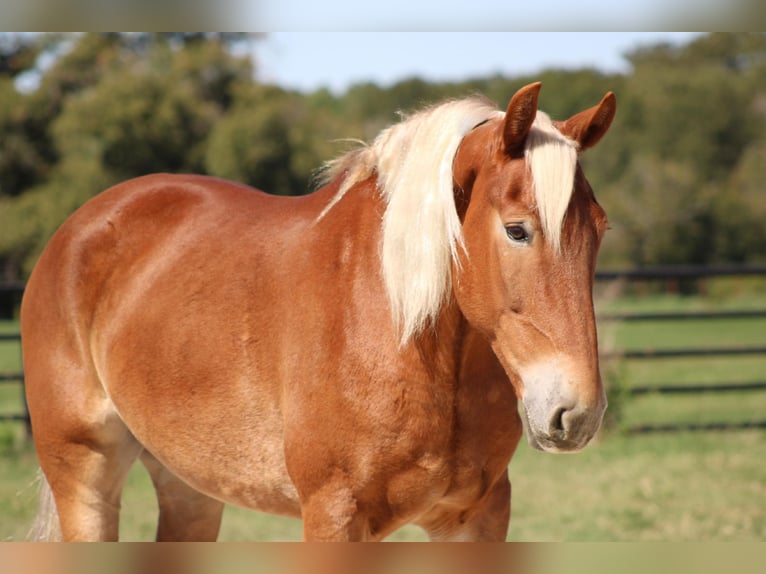 Belgian Draft Gelding 8 years 16 hh Sorrel in Canton TX