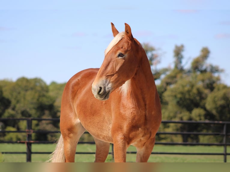 Belgian Draft Gelding 8 years 16 hh Sorrel in Canton TX