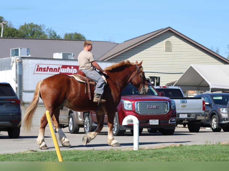 Belgian Draft Gelding 8 years 17,3 hh Sorrel in Millersburg