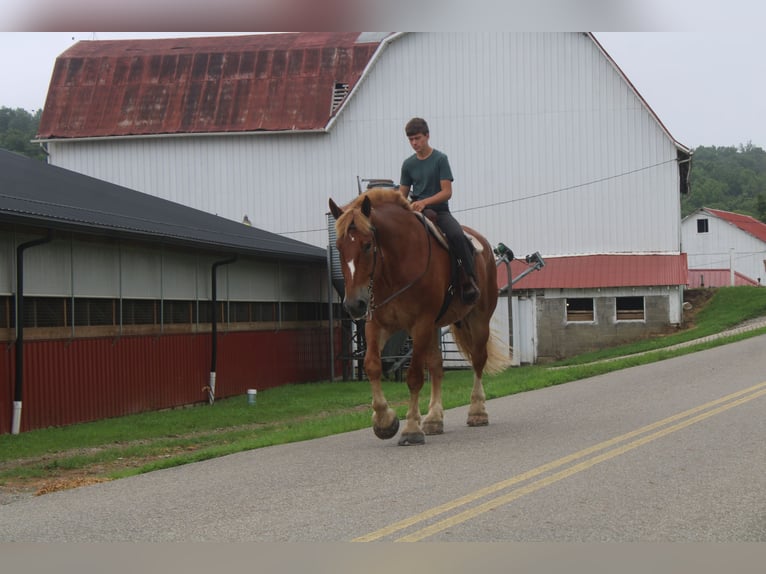Belgian Draft Gelding 8 years 17,3 hh Sorrel in Millersburg