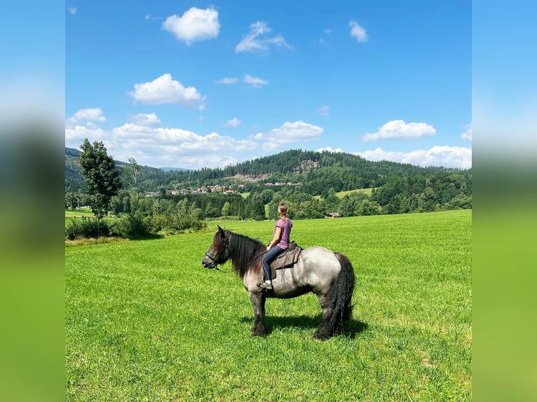 Belgian Draft Gelding 8 years 17 hh Grey-Blue-Tan in Lindberg