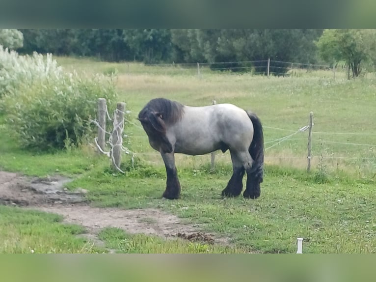 Belgian Draft Gelding 8 years 17 hh Grey-Blue-Tan in Lindberg