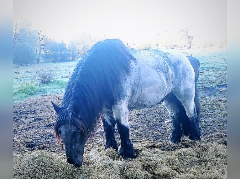 Belgian Draft Gelding 8 years 17,1 hh Grey-Blue-Tan in Zwiesel