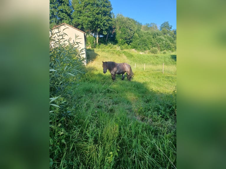 Belgian Draft Gelding 8 years 17,1 hh Grey-Blue-Tan in Zwiesel
