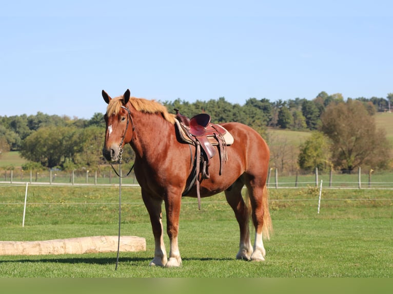 Belgian Draft Gelding 8 years 17,3 hh Sorrel in Millersburg