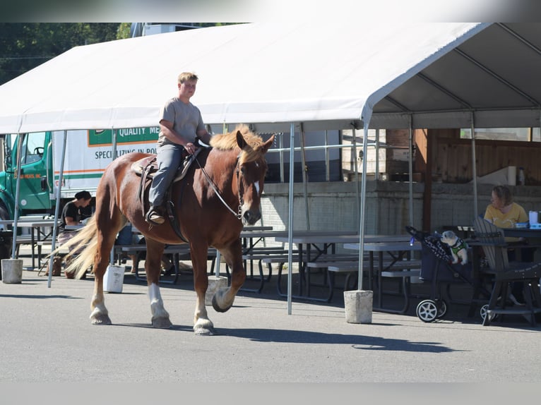 Belgian Draft Gelding 8 years 17,3 hh Sorrel in Millersburg