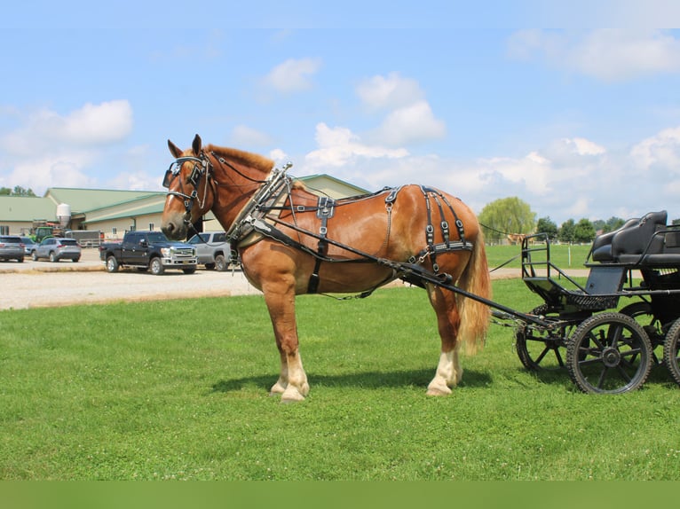 Belgian Draft Gelding 8 years 17,3 hh Sorrel in Millersburg