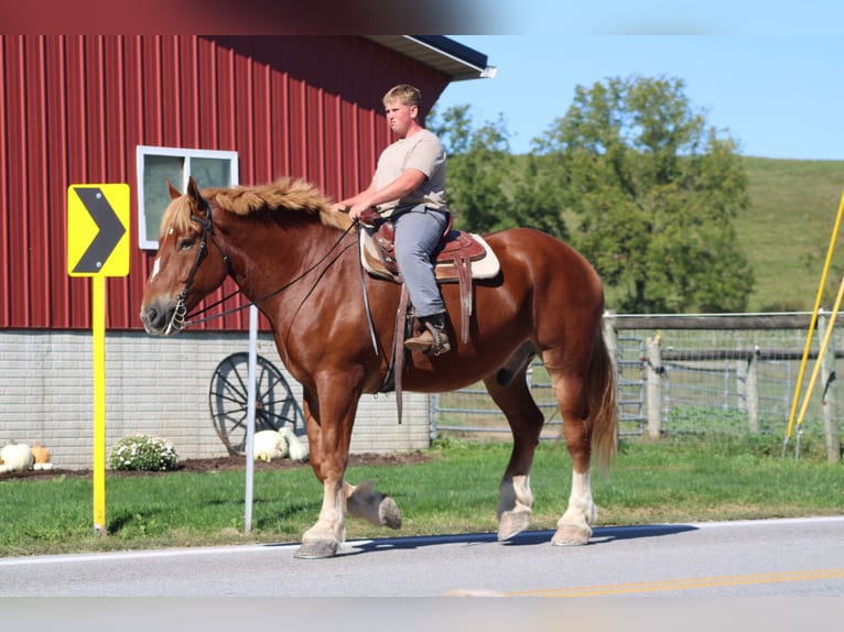 Belgian Draft Gelding 8 years 17,3 hh Sorrel in Millersburg
