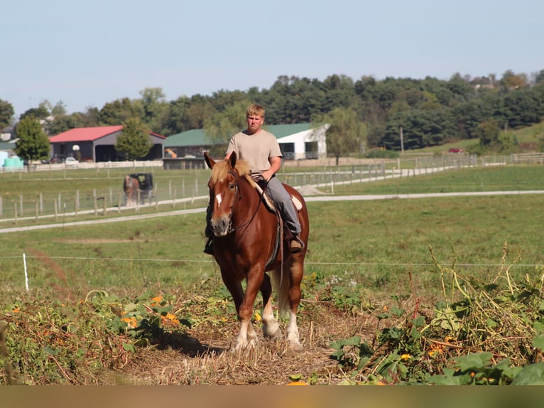 Belgian Draft Gelding 8 years 17,3 hh Sorrel in Millersburg