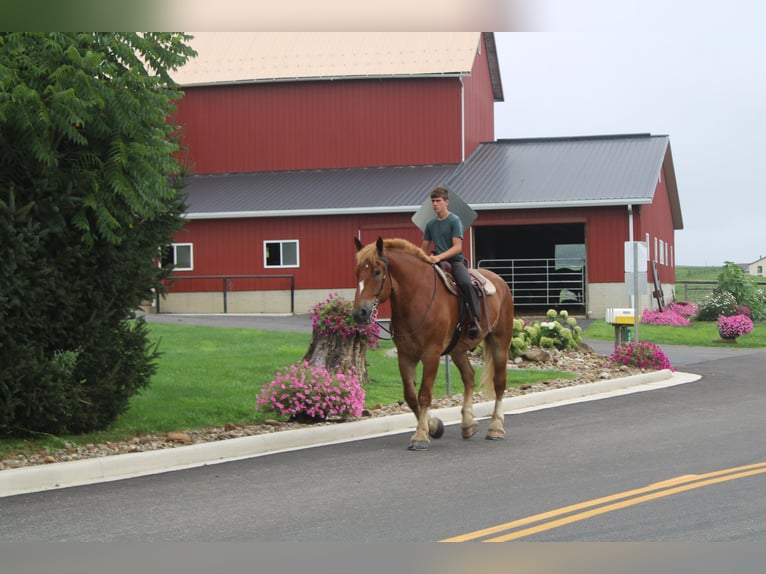 Belgian Draft Gelding 8 years 17,3 hh Sorrel in Millersburg