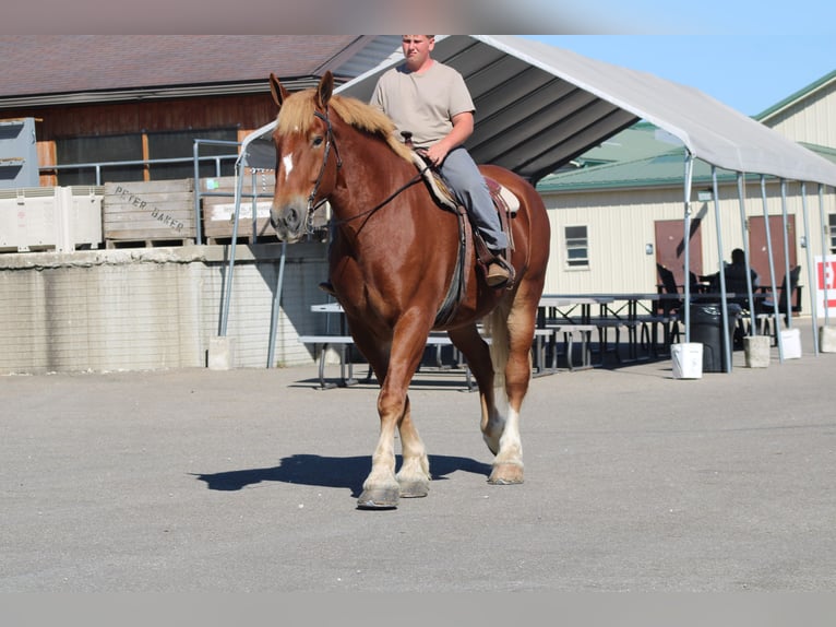 Belgian Draft Gelding 8 years 17,3 hh Sorrel in Millersburg