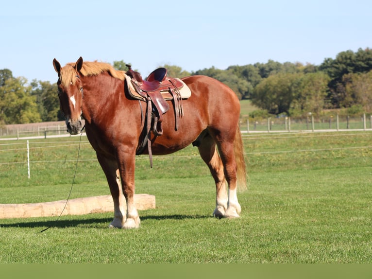 Belgian Draft Gelding 8 years 17,3 hh Sorrel in Millersburg