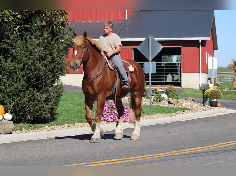Belgian Draft Gelding 8 years 17,3 hh Sorrel in Millersburg
