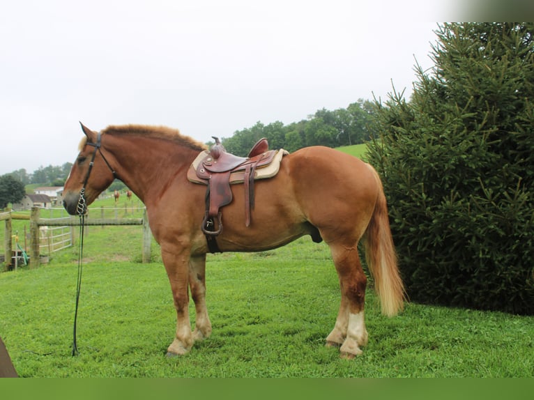 Belgian Draft Gelding 8 years 17,3 hh Sorrel in Millersburg