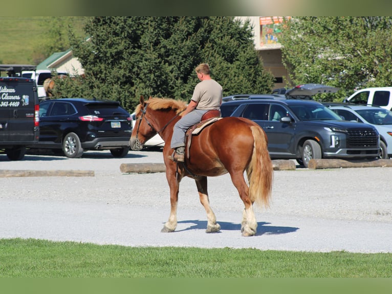 Belgian Draft Gelding 8 years 17,3 hh Sorrel in Millersburg
