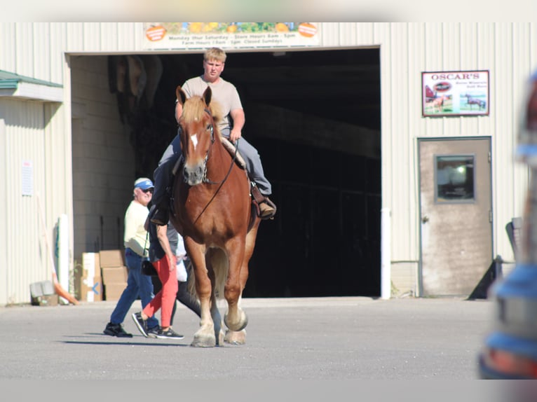 Belgian Draft Gelding 8 years 17,3 hh Sorrel in Millersburg