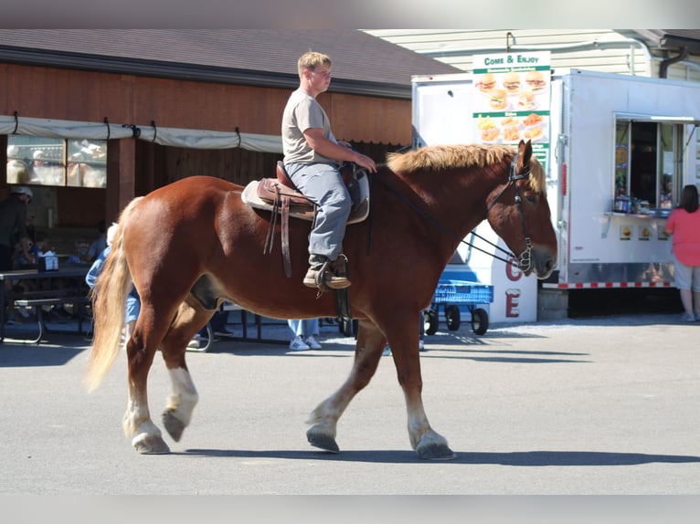 Belgian Draft Gelding 8 years 17,3 hh Sorrel in Millersburg