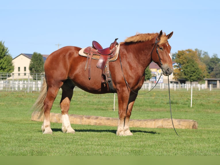 Belgian Draft Gelding 8 years 17,3 hh Sorrel in Millersburg