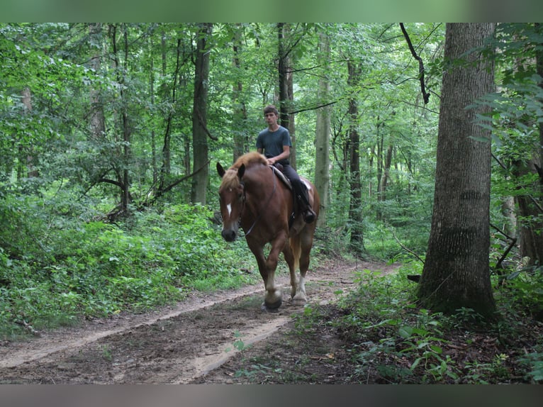 Belgian Draft Gelding 8 years 17,3 hh Sorrel in Millersburg