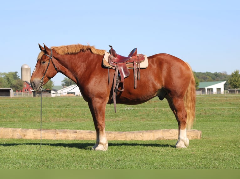 Belgian Draft Gelding 8 years 17,3 hh Sorrel in Millersburg