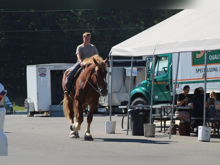 Belgian Draft Gelding 8 years 17,3 hh Sorrel in Millersburg