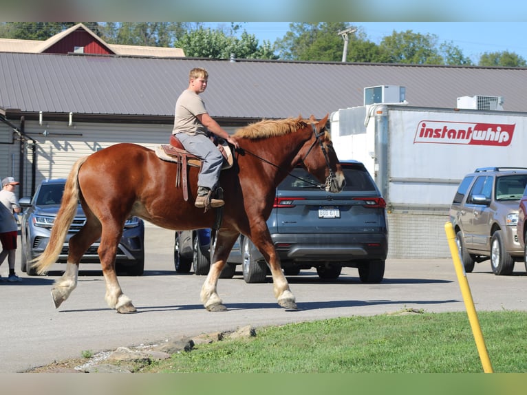 Belgian Draft Gelding 8 years 17,3 hh Sorrel in Millersburg