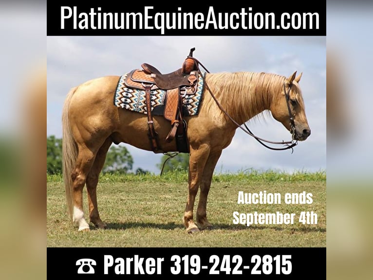 Belgian Draft Gelding 9 years 15,3 hh Palomino in Brodhead Ky