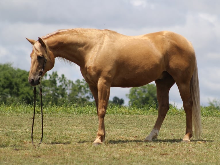 Belgian Draft Gelding 9 years 15,3 hh Palomino in Brodhead Ky