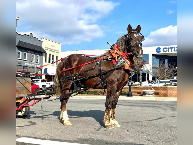 Belgian Draft Gelding 9 years 16,3 hh Brown in Bitterwater CA