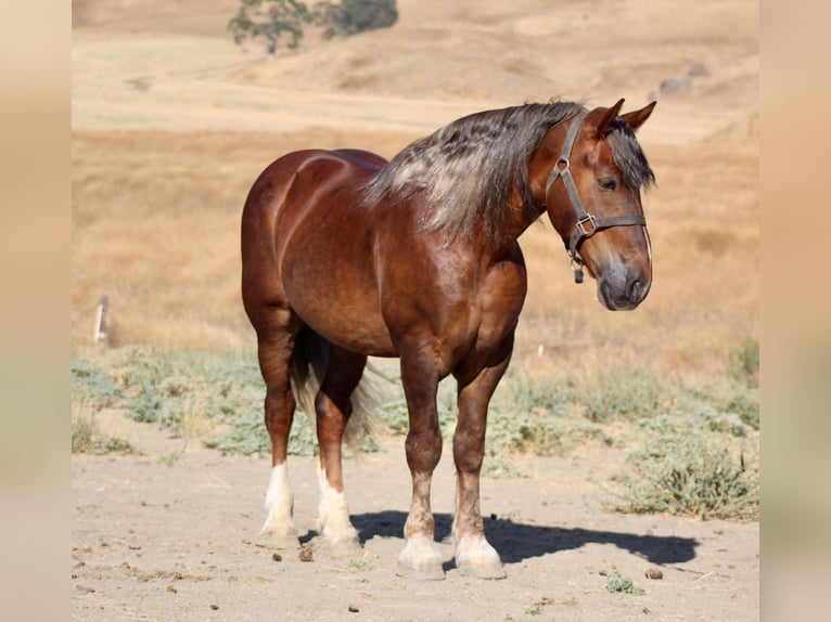 Belgian Draft Gelding 9 years 16,3 hh Brown in Bitterwater CA