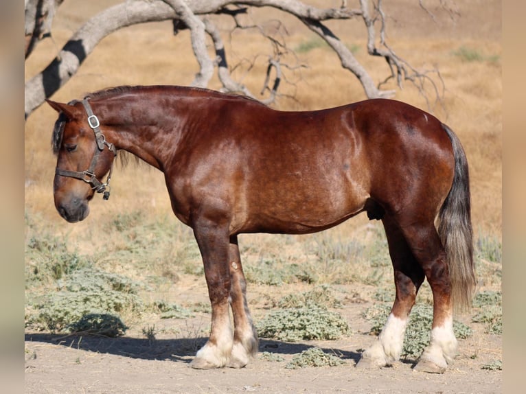 Belgian Draft Gelding 9 years 16,3 hh Brown in Bitterwater CA