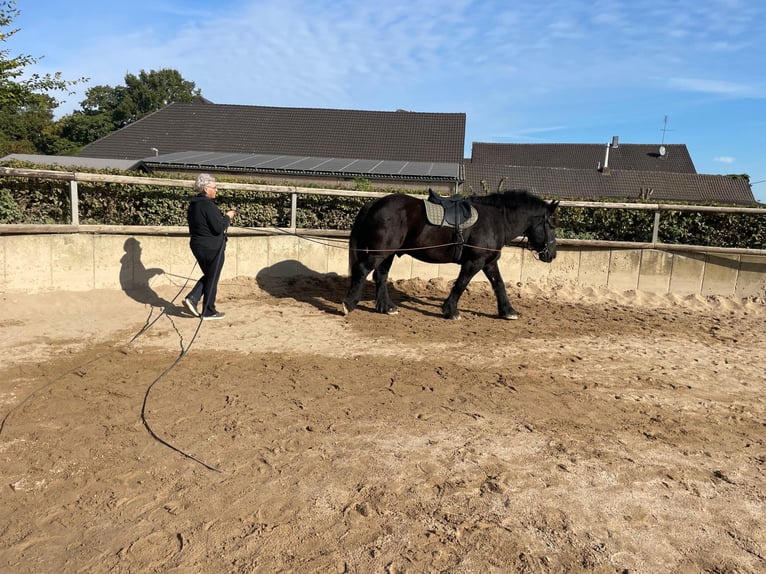 Belgian Draft Gelding 9 years 16,3 hh Black in Willich