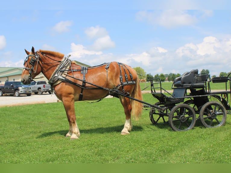 Belgian Draft Gelding 9 years 17,3 hh Sorrel in Millersburg