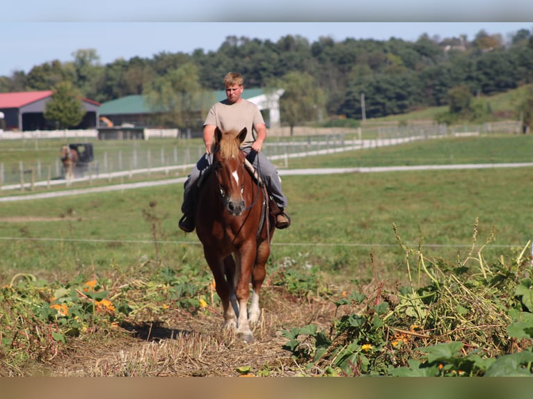 Belgian Draft Gelding 9 years 17,3 hh Sorrel in Millersburg