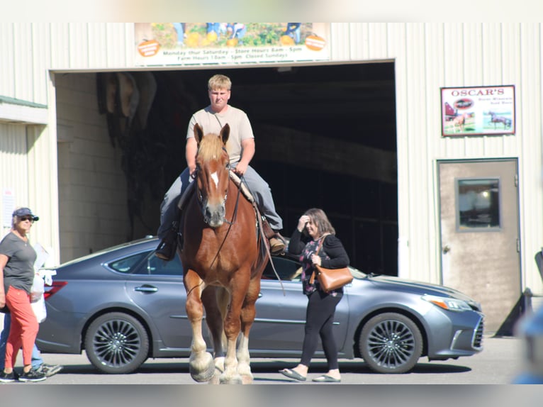 Belgian Draft Gelding 9 years 17,3 hh Sorrel in Millersburg