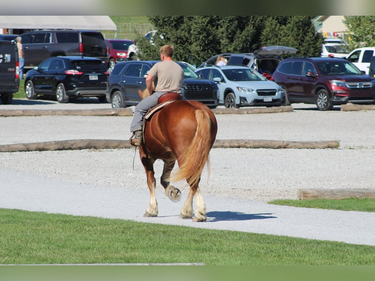 Belgian Draft Gelding 9 years 17,3 hh Sorrel in Millersburg