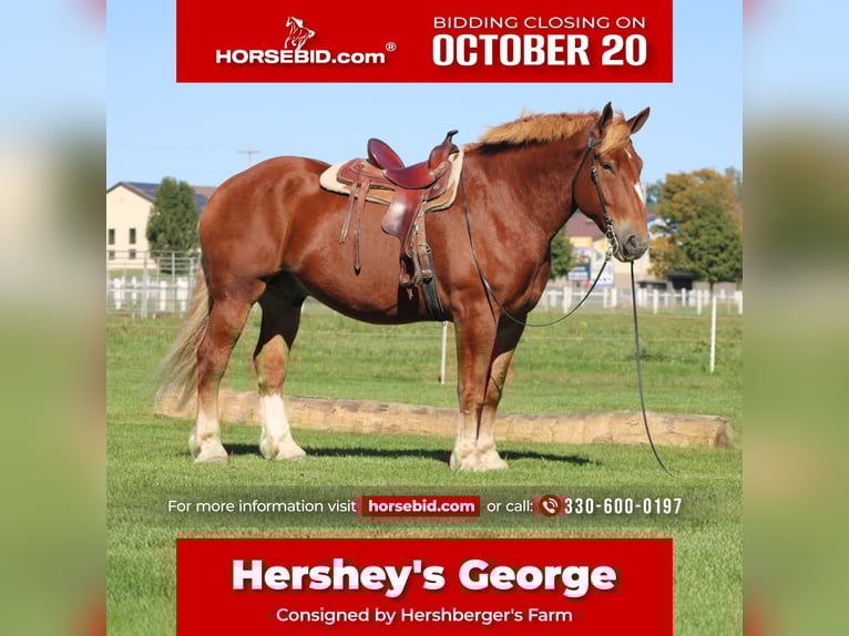 Belgian Draft Gelding 9 years 17,3 hh Sorrel in Millersburg