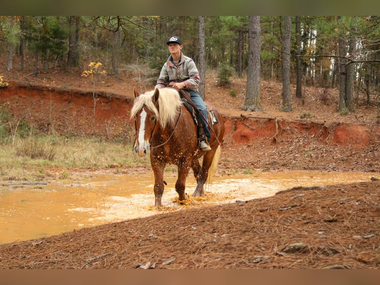 Belgian Draft Gelding 9 years Chestnut in Rusk