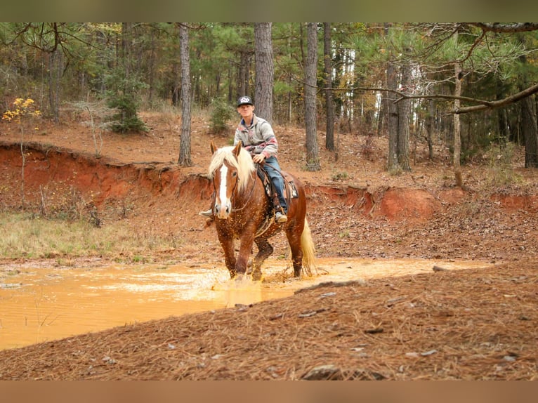 Belgian Draft Gelding 9 years Chestnut in Rusk
