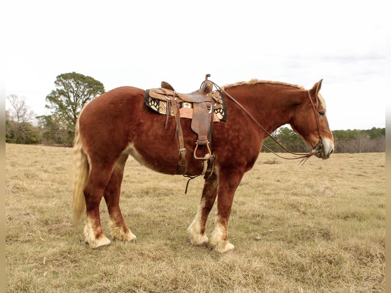 Belgian Draft Gelding 9 years Chestnut in Rusk
