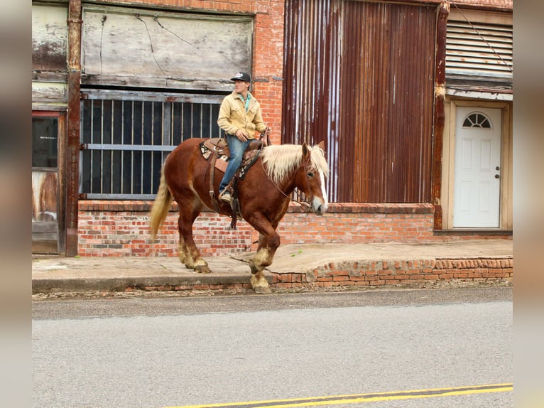 Belgian Draft Gelding 9 years Chestnut in Rusk