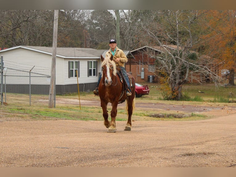 Belgian Draft Gelding 9 years Chestnut in Rusk