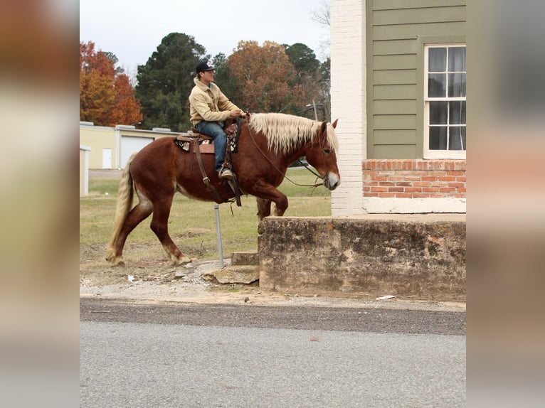 Belgian Draft Gelding 9 years Chestnut in Rusk