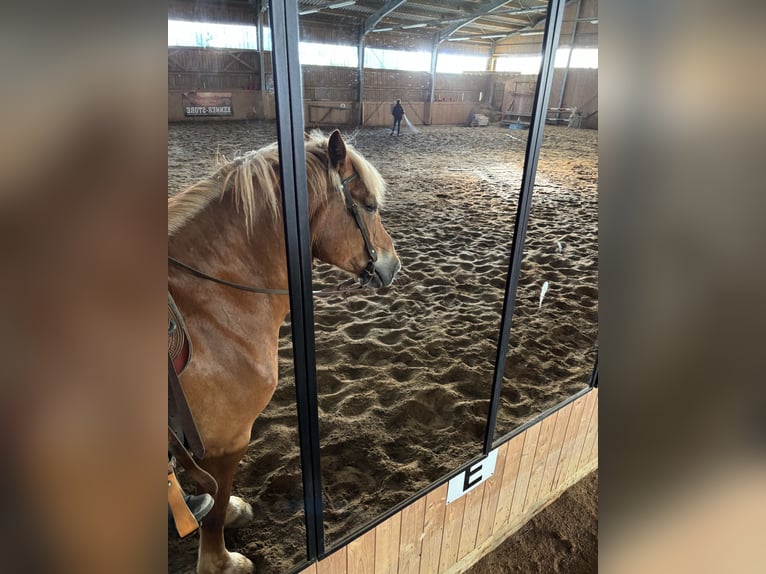 Belgian Draft Mare 11 years 16 hh Brown-Light in Oelsnitz