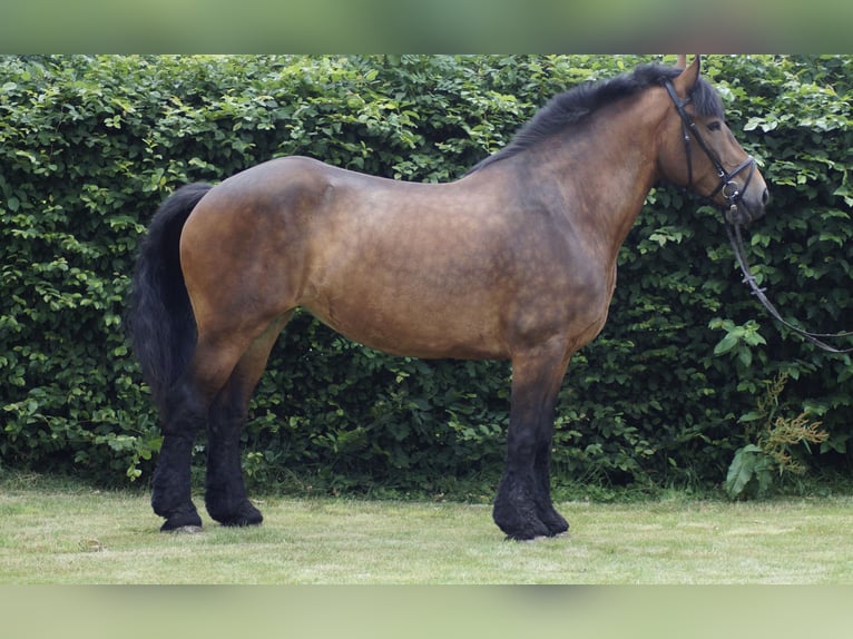 Belgian Draft Mare 12 years 16.1 hh Brown in Neuenkirchen-Vörden